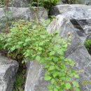 보리밭사이길로 이미지