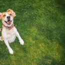 강아지꿈 이미지