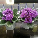 굿모닝오피스텔 이미지