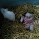 쥐들의 특징 (먹이사슬 농장의 추) 이미지