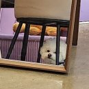 미용하는 퍼피마미 이미지