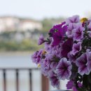 꽃이야기 이미지