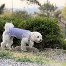 포인트독 | 청주내덕동애견유치원 RR독 데이케어 후기｜율량동애견유치원 추천