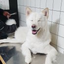 통영반려견 셀프목욕탕 네이버블로그