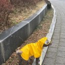강아지 우비 유엔펫 아웃도어 판초우비 내돈내산 후기