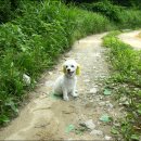 수원 이의동 시령골(봉령사),안골,승주골,쇠죽골 탐방 사진 입니다.(92장) 이미지