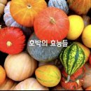 🌾호박의 효능 9가지🌾 이미지