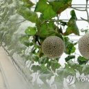 부여농협주유소