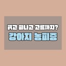 글리시헤어 | 솔직하고 효과적으로 해결해 주는 강아지 농피증 관리법