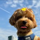 퍼피댕글 이미지