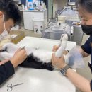 동물병원 Dr.정 | 시흥24시동물병원 고양이 골절 문제로 고민 중이라면