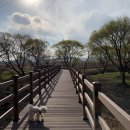 대명애견 이미지