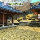 함안향교 | 올해 함안향교 은행나무 지금 가면 이런 풍경입니다