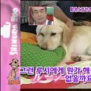 하이디 이미지