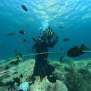 학포 | 울릉도 학포다이브리조트 체험다이빙 후기