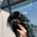 쿤찌멍 애견미용 이미지