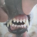 만성카용품크리닉 | [멍카냥카] 치아건강과 강아지 수명의 연관성, 양치를 싫어하는 강아지들을 위한 치아관리