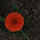 문화초등학교 이미지