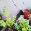 마더스 가든 이미지