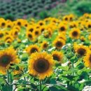 경화 대 반점 이미지