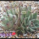러스티 - 평택시 중앙시장로25번길 15-9 | 러스티
