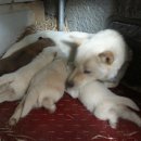 해밀염소농원 이미지