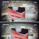 WHO 코로나바이러스 조사 이미지