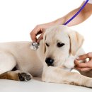 프라자동물병원 이미지