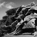 고목나무 이미지