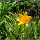 꽃이랑개랑 이미지