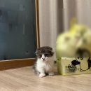 광주 고양이가정분양 비비냥 이미지