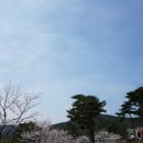 2017년도 5차 (4.10 ~ 13) 선운CC, 정읍벚꽃축제 이미지