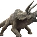 트리케라톱스-3 이미지