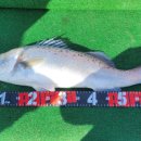 마린스타 이미지