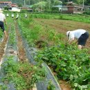 조이농장 이미지