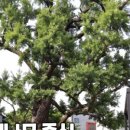 은행나무소공원 - 2517 | 은행나무소공원