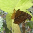 나비 한살이 이미지