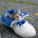 하얀신발 이미지