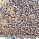 도사리 여주 꿀 농장 이미지