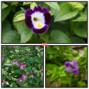 사제보건진료소 이미지