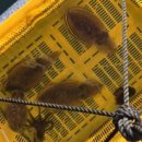 인어좌대 이미지