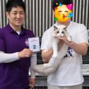 플라워돌스 | TICA KOCC CAT SHOW 캣쇼후기 랙돌캐터리
