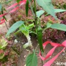 겨자씨 1농장 이미지