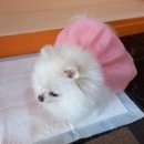 예쁘개&사랑스럽개 이미지