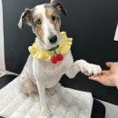 하트애견미용실 이미지