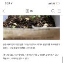 비비드반나