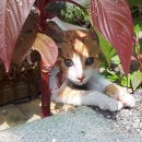 잭과 사과나무 이미지