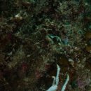 조이풀다이브리조트 이미지