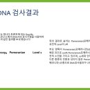 이창훈 동물병원 | 반려견 DNA 검사 / 유전자검사 / 혈통검사 (후기:요약본)
