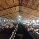 흥일농장 이미지